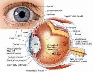 cornea specialist in kalyan