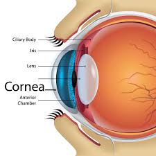 cornea doctor in kalyan