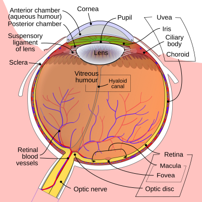 cornea
